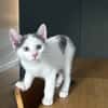 Bonbon