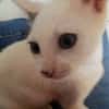 ✨️ MOUSSON ✨️ 🐱