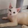✨️ MOUSSON ✨️ 🐱