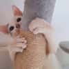 ✨️ MOUSSON ✨️ 🐱