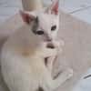 ✨️ MOUSSON ✨️ 🐱