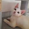 ✨️ MOUSSON ✨️ 🐱