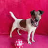 Roxi -Charmante Hundedame sucht ein liebevolles Zuhause!