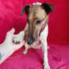 Roxi -Charmante Hundedame sucht ein liebevolles Zuhause!