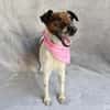 Roxi -Charmante Hundedame sucht ein liebevolles Zuhause!