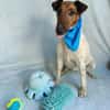 Roxi -Charmante Hundedame sucht ein liebevolles Zuhause!