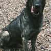 Mirabelle - freundliche Hundedame