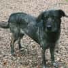Mirabelle - freundliche Hundedame