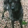 Mirabelle - freundliche Hundedame