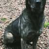 Mirabelle - freundliche Hundedame
