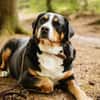 Rocky wartet in Weddingstedt