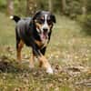 Rocky wartet in Weddingstedt