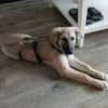Verschmuste Blanca sucht liebe Hundekenner