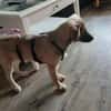 Verschmuste Blanca sucht liebe Hundekenner