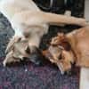 Verschmuste Blanca sucht liebe Hundekenner