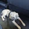 Verschmuste Blanca sucht liebe Hundekenner