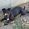 BLACKA sucht DRINGEND! ........