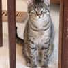 Simba u. Carlos suchen ein ruhiges Zuhause