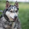 Dakota VA  wunderschöne Husky-Mix-Hündi