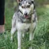 Dakota VA  wunderschöne Husky-Mix-Hündi