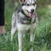 Dakota VA  wunderschöne Husky-Mix-Hündi
