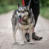 Dakota VA  wunderschöne Husky-Mix-Hündi