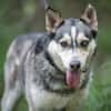 Dakota VA  wunderschöne Husky-Mix-Hündi