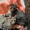 Dina u. Daisy suchen ein liebevolles Zuhause
