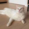 Kate Snowy sucht Sofaplatz
