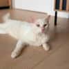 Kate Snowy sucht Sofaplatz