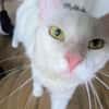 Kate Snowy sucht Sofaplatz