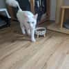Kate Snowy sucht Sofaplatz