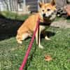 Arista schüchterne Shiba Hündin sucht 🏡