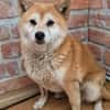 Arista schüchterne Shiba Hündin sucht 🏡