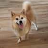 Arista schüchterne Shiba Hündin sucht 🏡