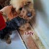 Super liebe kleine Lady