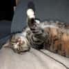 Sid sucht eine liebevolles Zuhause