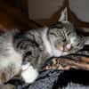 Sid sucht eine liebevolles Zuhause