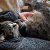 Sid sucht eine liebevolles Zuhause