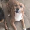 Hundedame FOXY 2