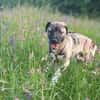 Kirin - ein toller Hund braucht Auslastung