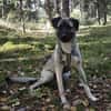 Kirin - ein toller Hund braucht Auslastung