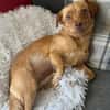 NALA sucht ihr Zuhause