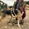 Zuhause gesucht für Samu
