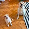 Rudolf, kleiner Welpe sucht neue Familie