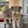 VICKY sucht ihr Zuhause