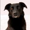 Oliver - stiller Schatten sucht Dich