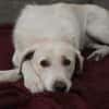 Sparky Golden Retriever Mischling