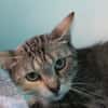 CLEO