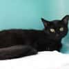 BAGHEERA